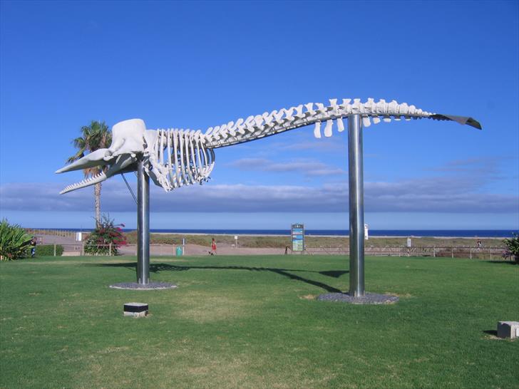 Morro Jable sperm whale skeleton
