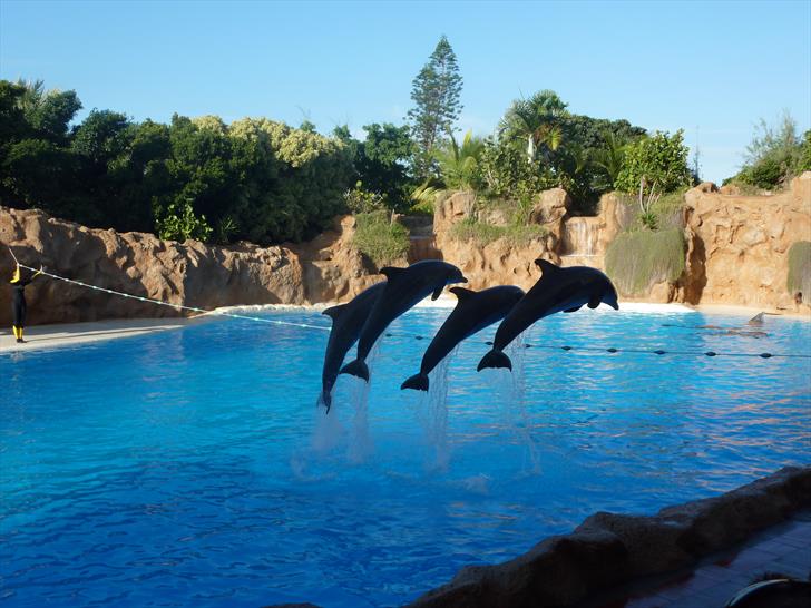 Loro Parque dolphin show