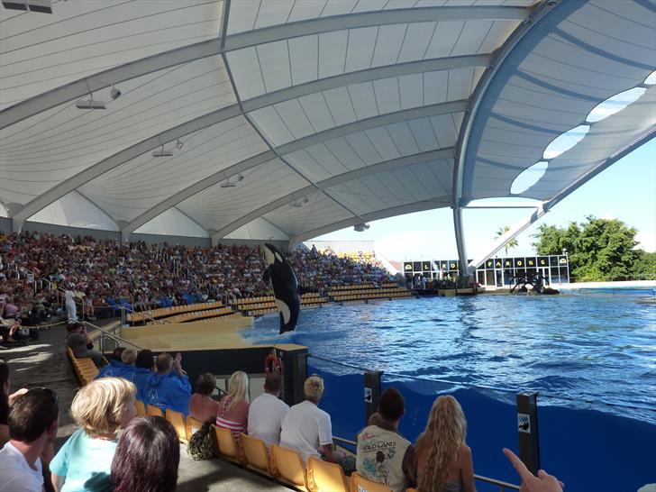 Loro Parque orca show