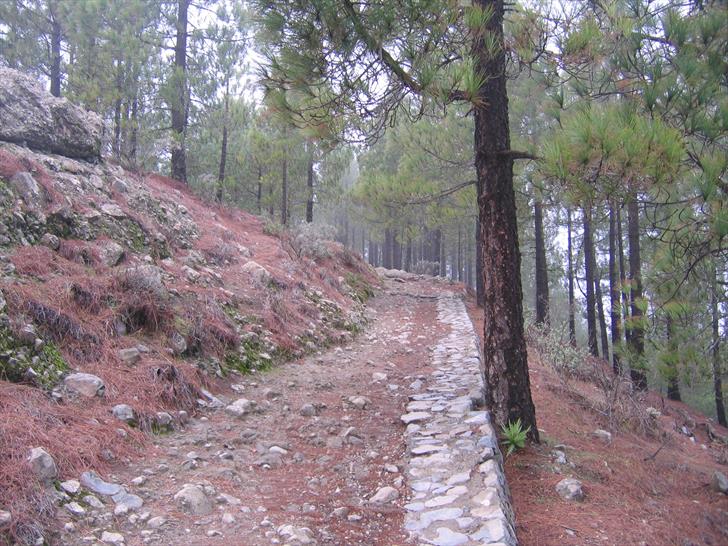 The forest around Roque Nublo Forest around Roque Nublo
