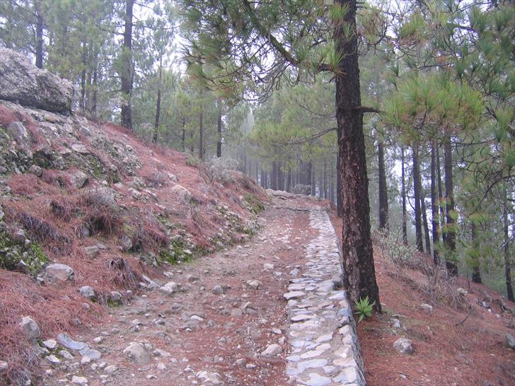 Forest around Roque Nublo