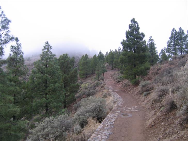 Forest around Roque Nublo