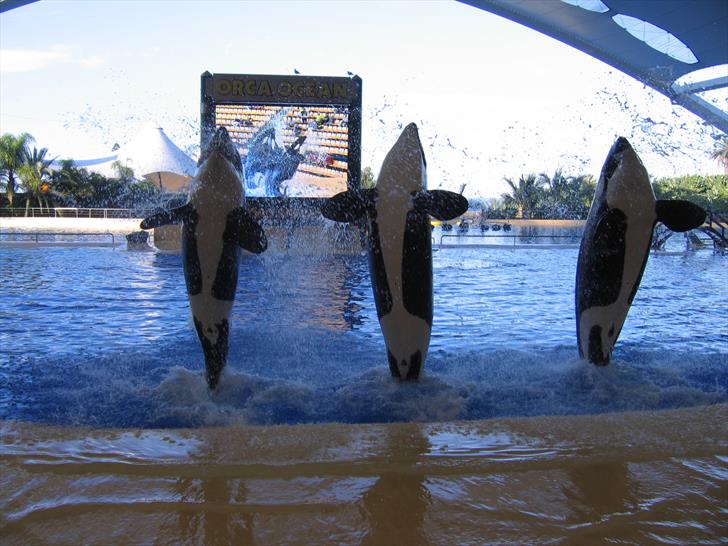 Orcas Orcas