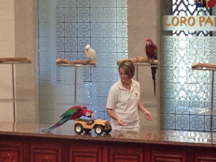 Parrot show