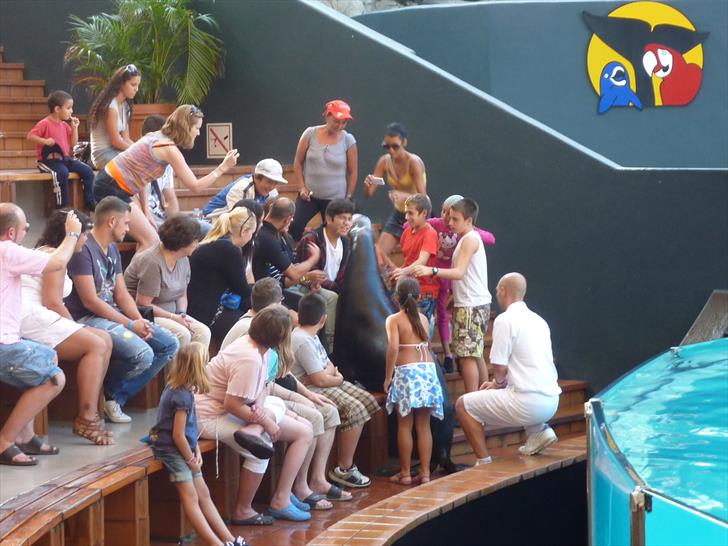 One of the sea lions greeting spectators One of the sea lions greeting spectators