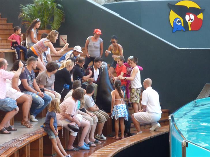 One of the sea lions greeting spectators