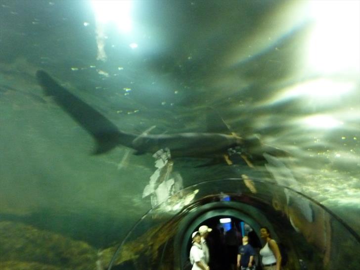 Shark Tunnel