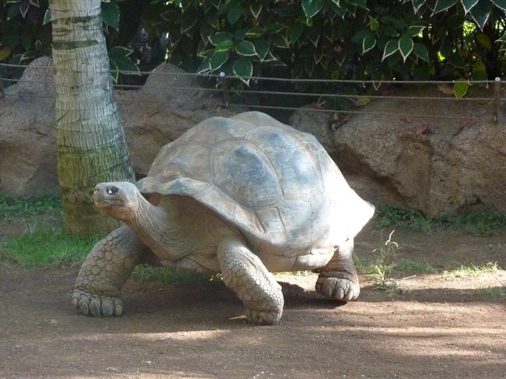 Turtle Turtle