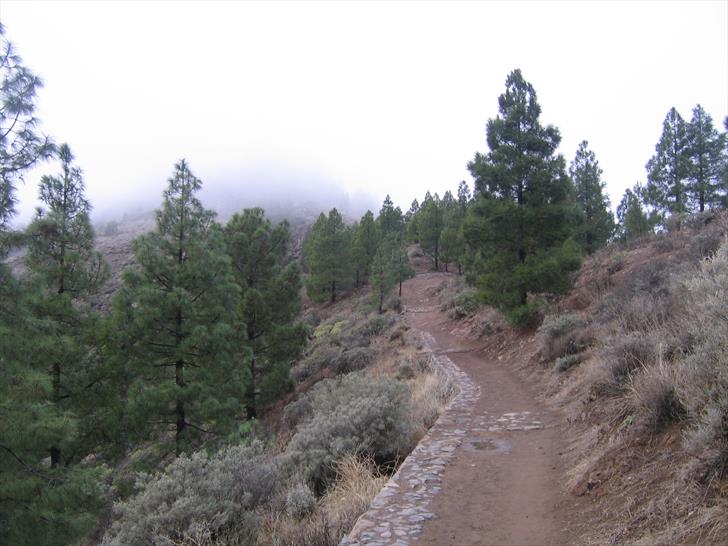 The forest around Roque Nublo Forest around Roque Nublo