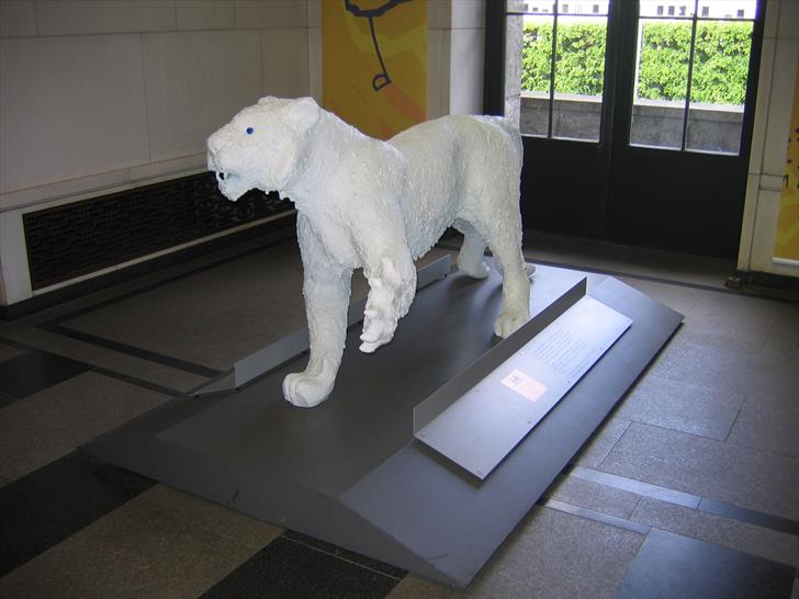 Tiger in Oslo City Hall Tiger in Oslo City Hall