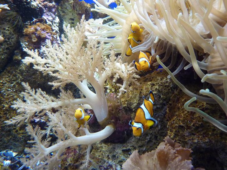 Nemo fish at Loro Parque Nemo fish