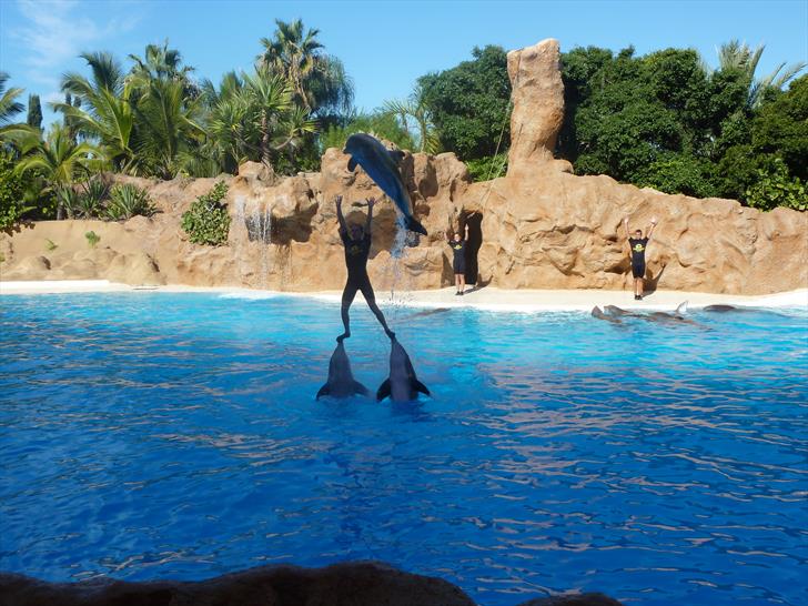 The dolphin show Dolphin show