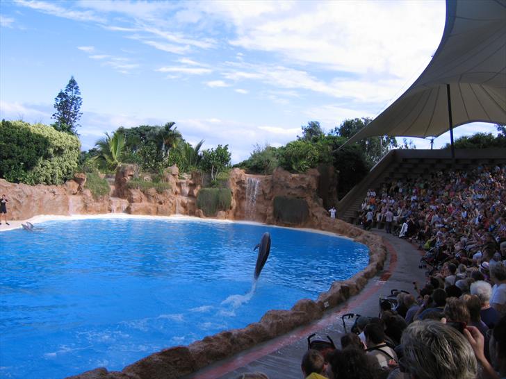 The dolphin show Dolphin show
