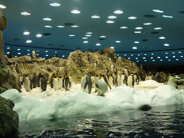 Planet Penguin Planet Penguin