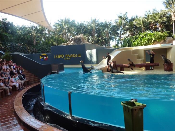 Sea lion show Sea lion show